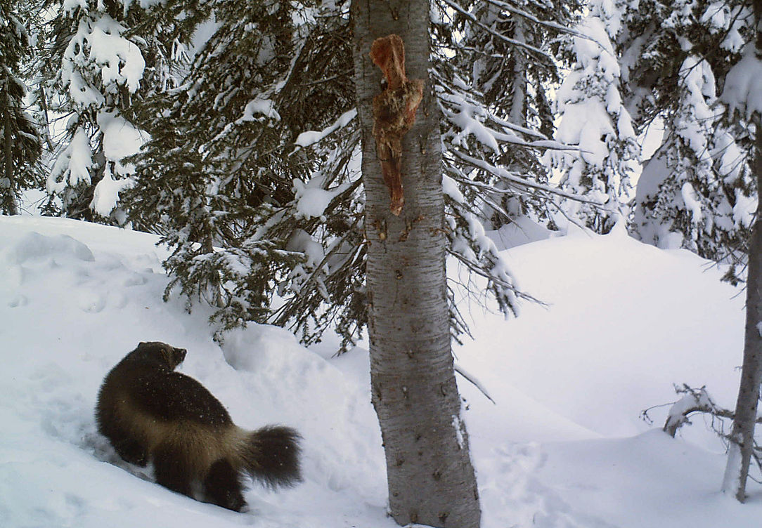 Caught on camera: Forest Service wildlife biologists use bait to attract game as part of study